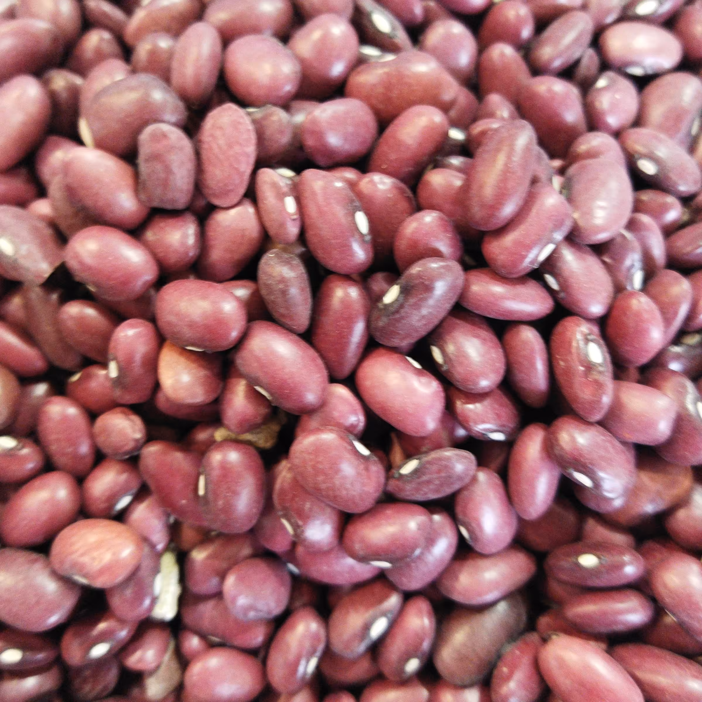 لوبیا قرمز عطاری رضوان 