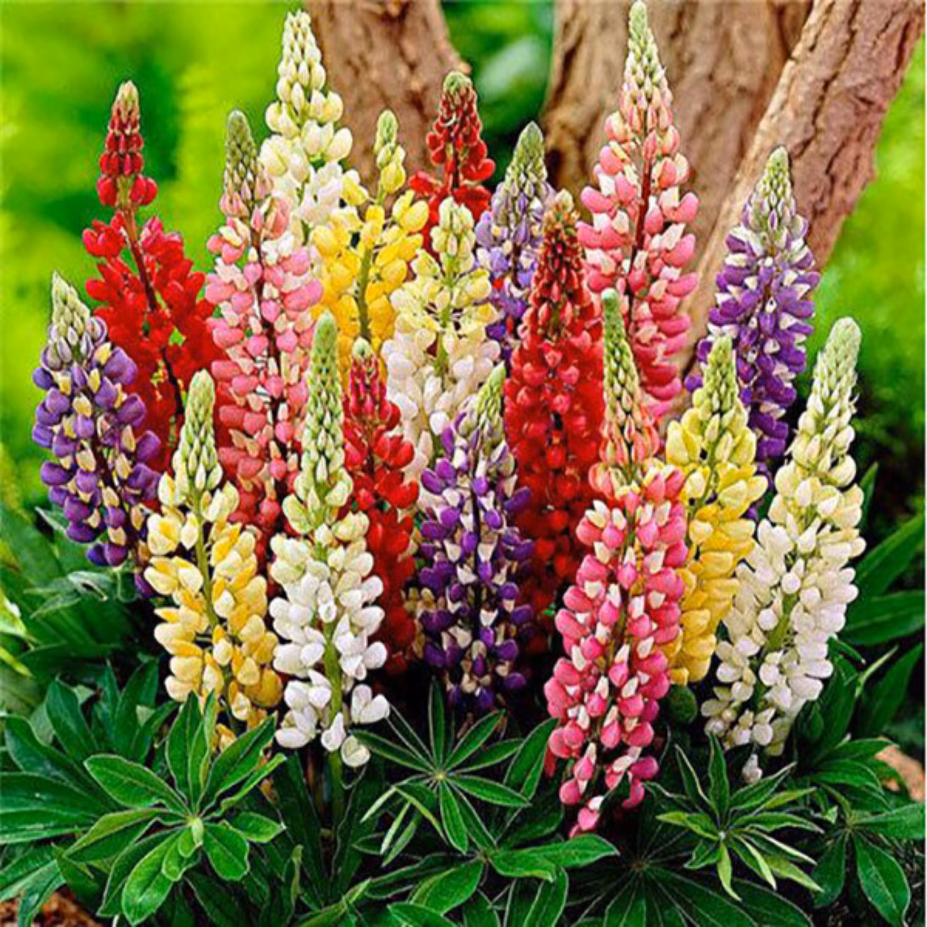 بذر گل مریم گلی (سلوی) الوان