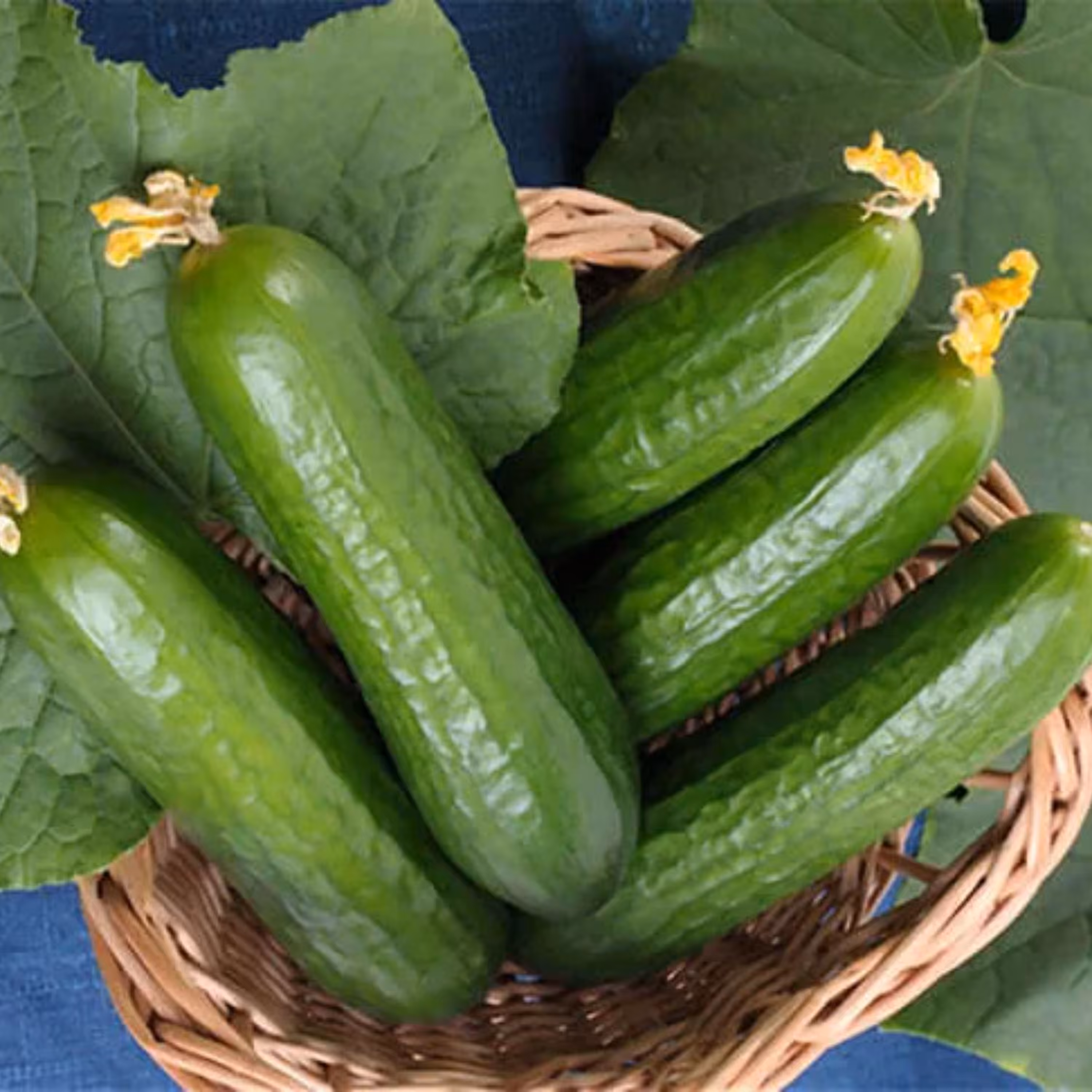بذر خیار بوته ای هیبرید سینا آمریکایی بسته 10 عددی