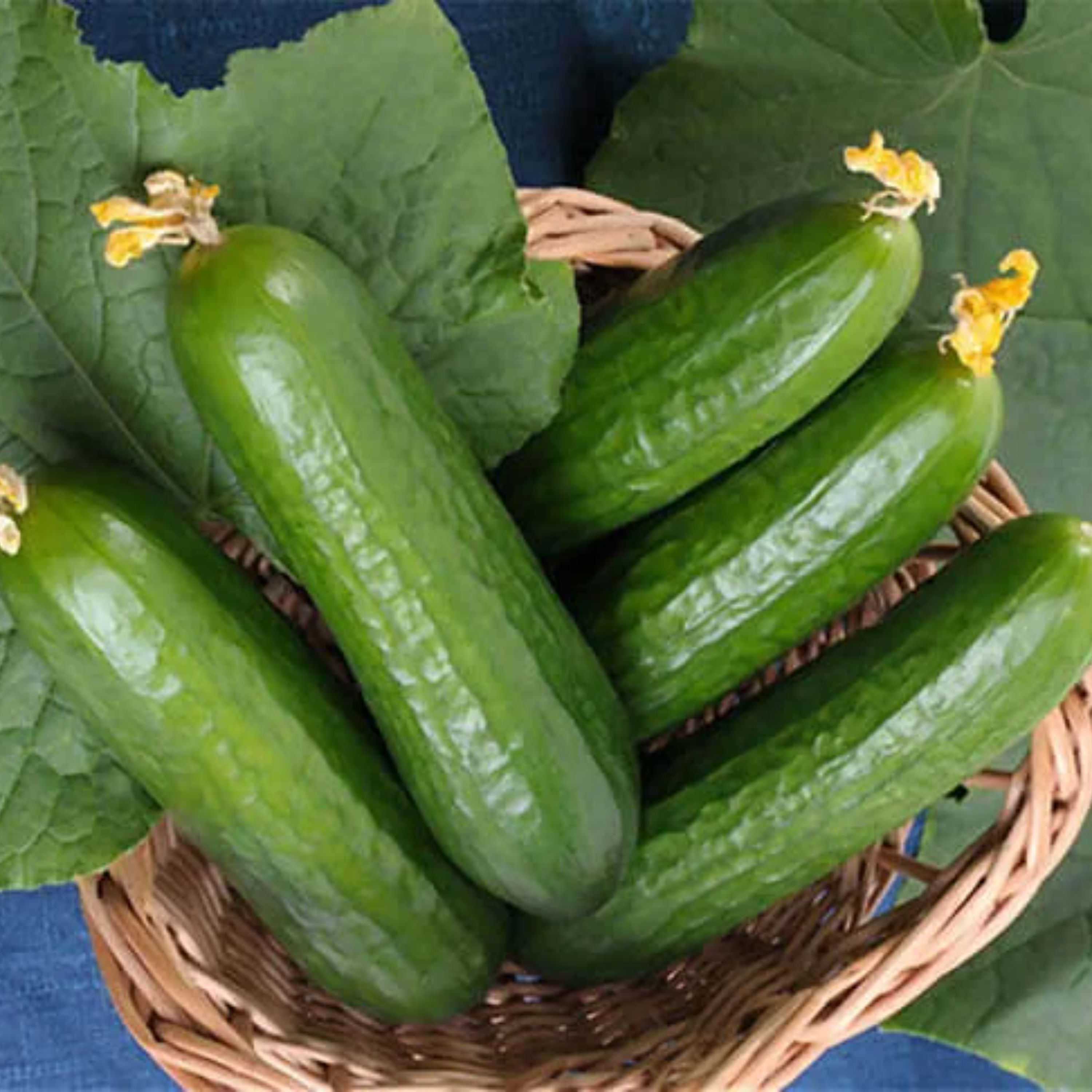 بذر خیار بوته ای هیبرید سینا آمریکایی بسته 10 عددی