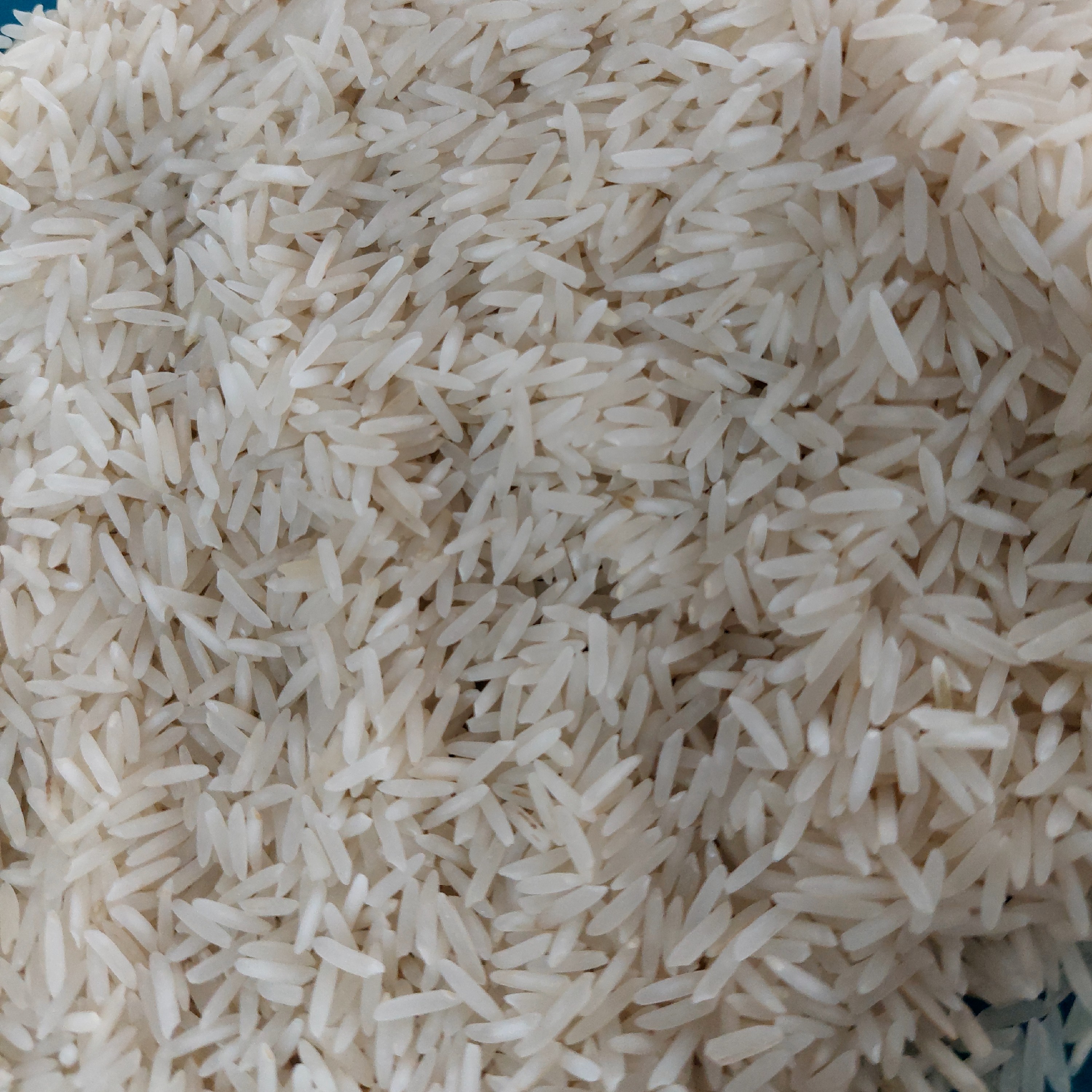 برنج طارممحلیشیروان ایلام