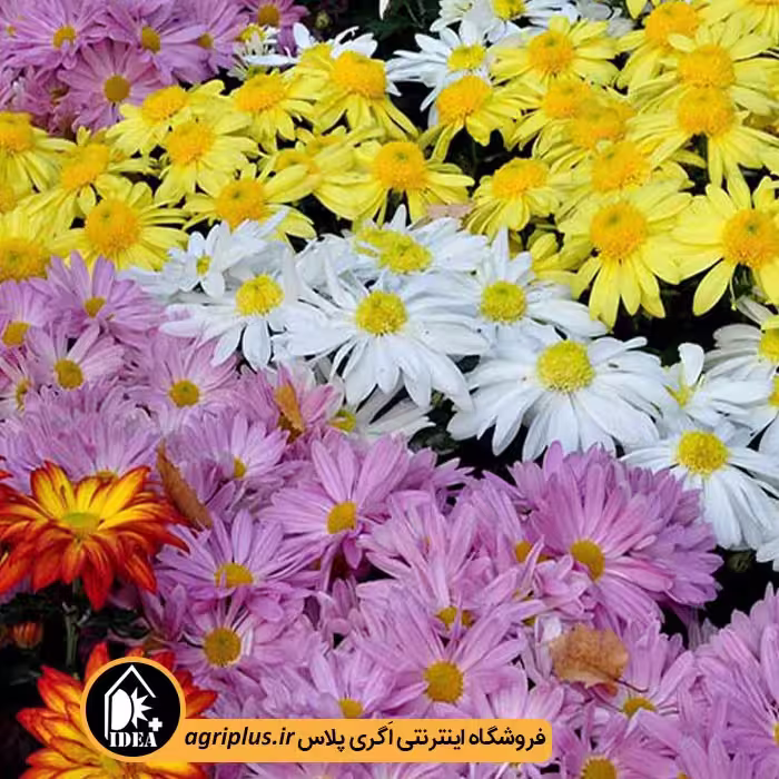 بذر گل داوودی بسته بندی خانگی