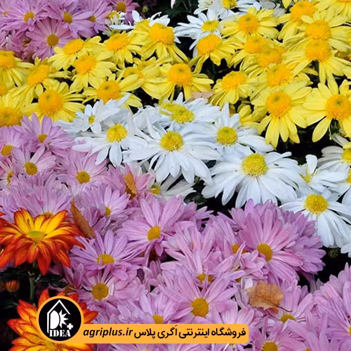 بذر گل داوودی بسته بندی خانگی