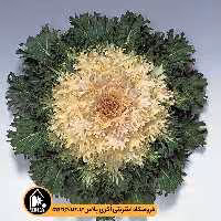 بذر کلم زینتی Coral تاکی