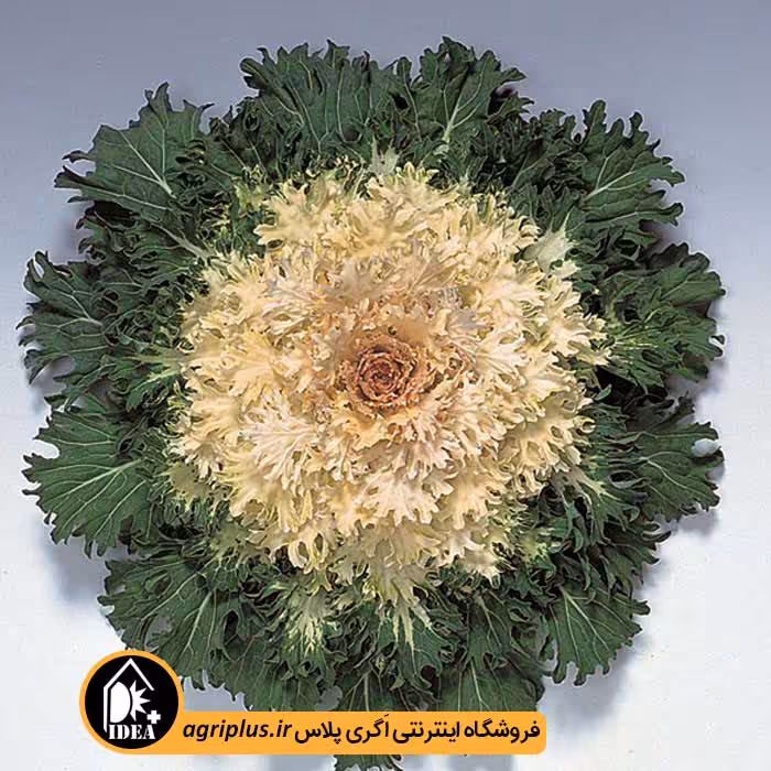 بذر کلم زینتی Coral تاکی