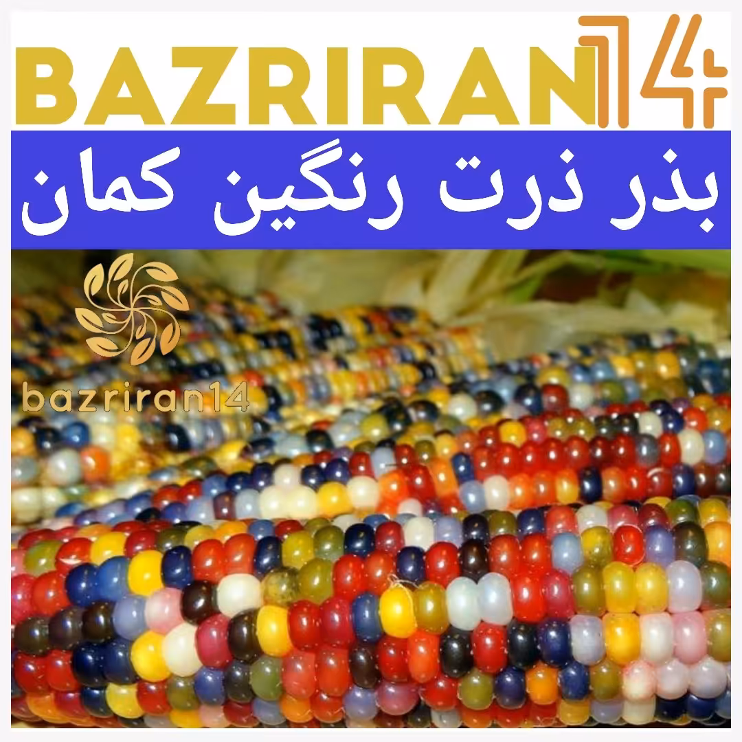 بذر ذرت رنگین کمان 