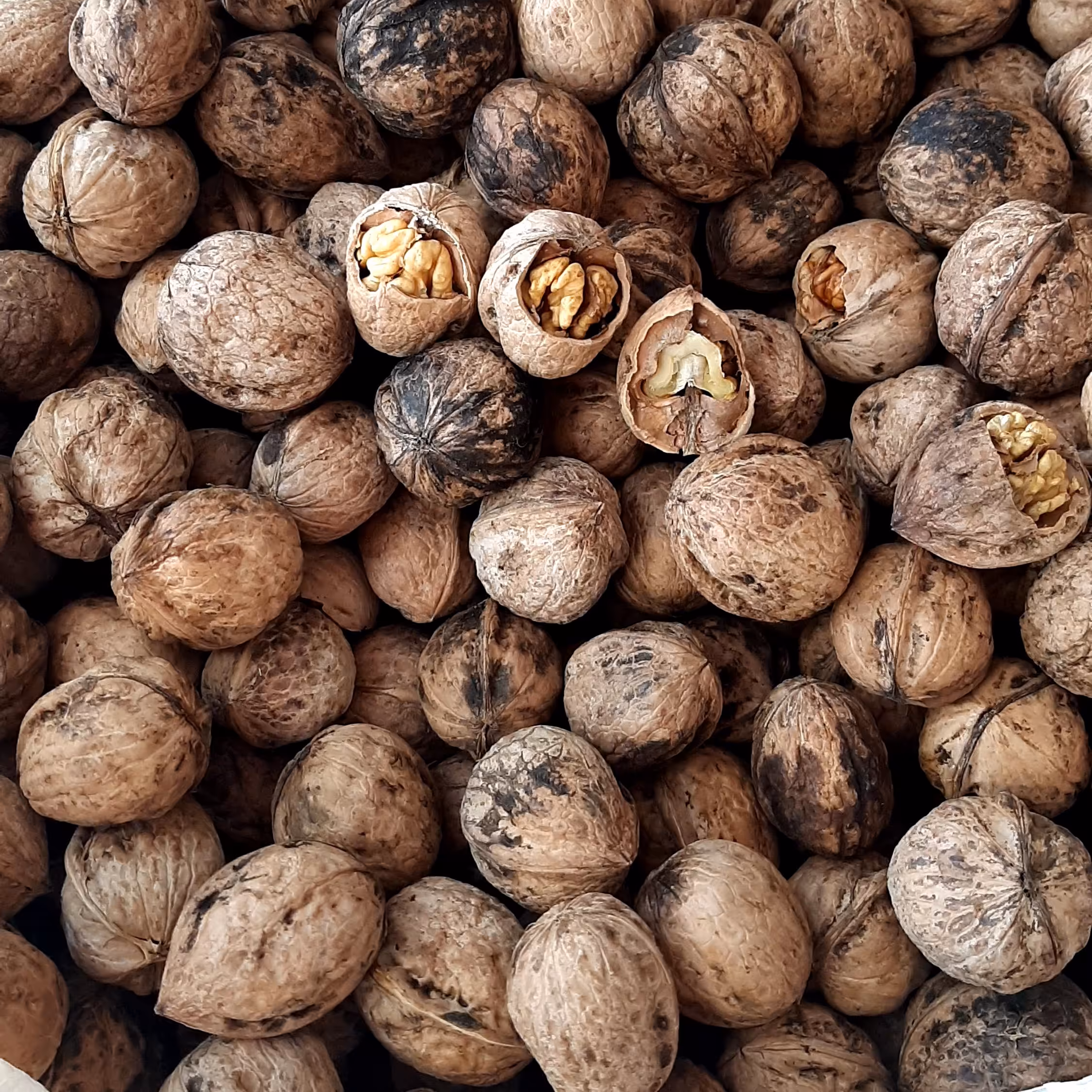 گردوی  همدان 3کیلو گرم 