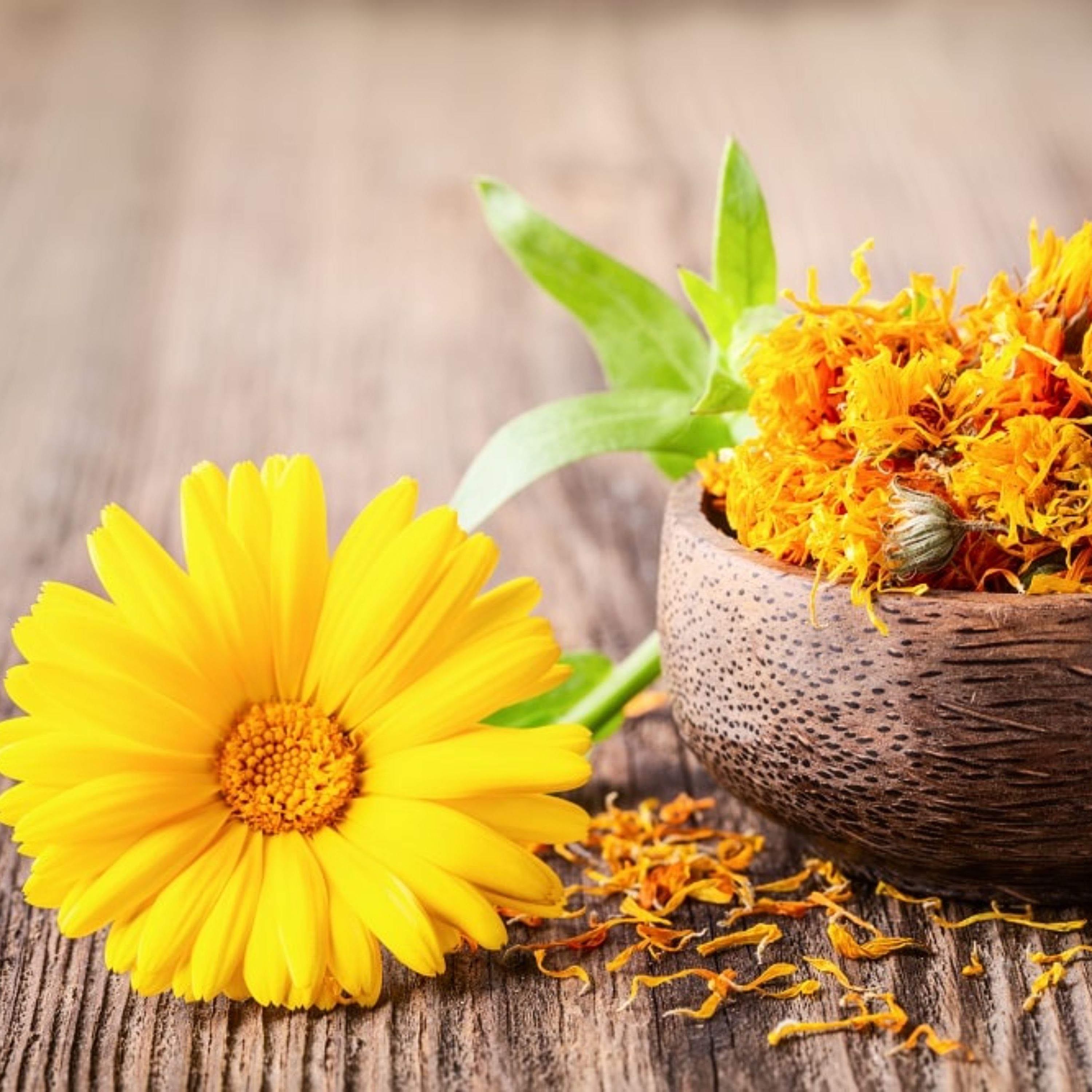 گل همیشه بهار یک کیلویی