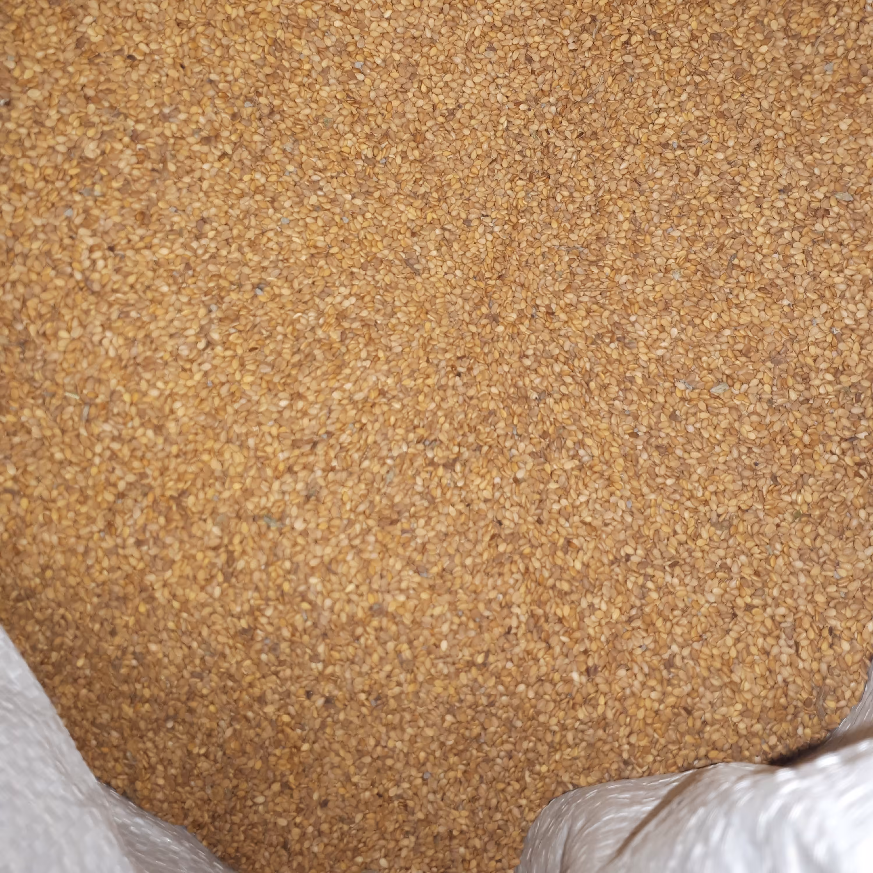 کنجدطلایی گرگان5کیلویی ارسال رایگان 