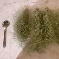 پک ده تایی خزه اسپانیایی