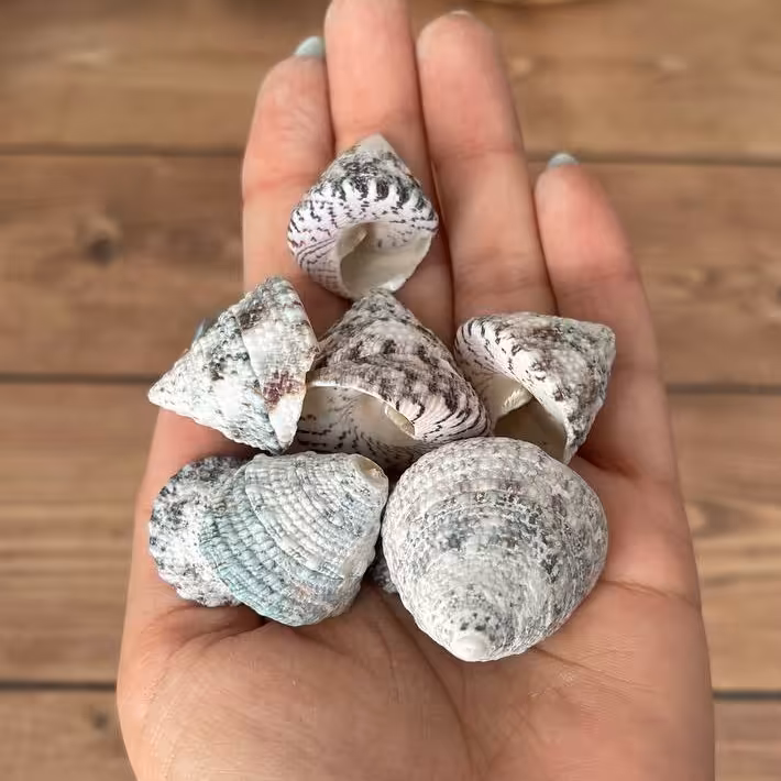صدف دریایی  مخروطی کاملا طبیعی بسته 5 عددی