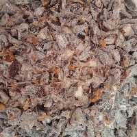 چیپس خرما  فراوری شده با اردبرنج تازه و بسیار خوشمزه