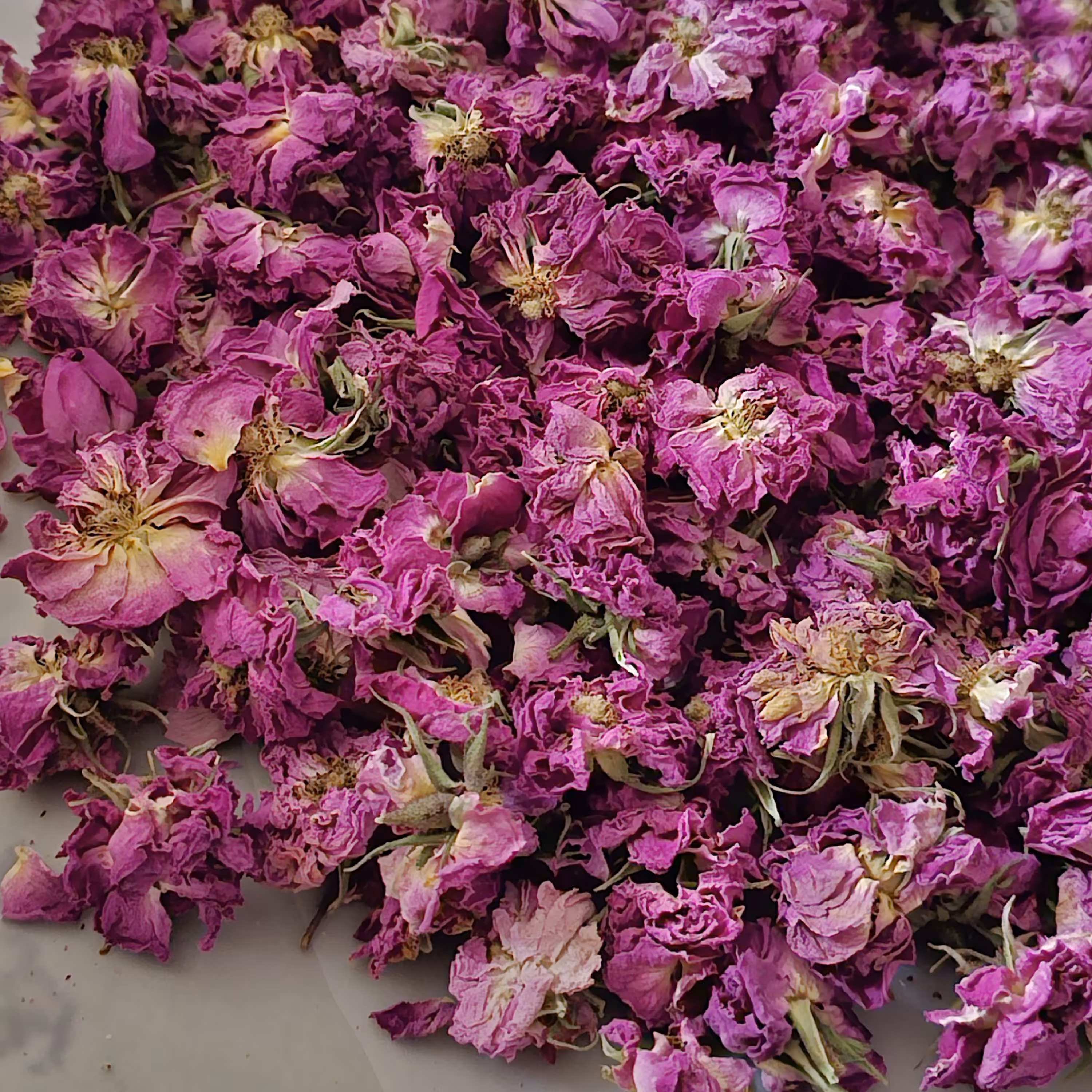 گل محمدی خشک شده