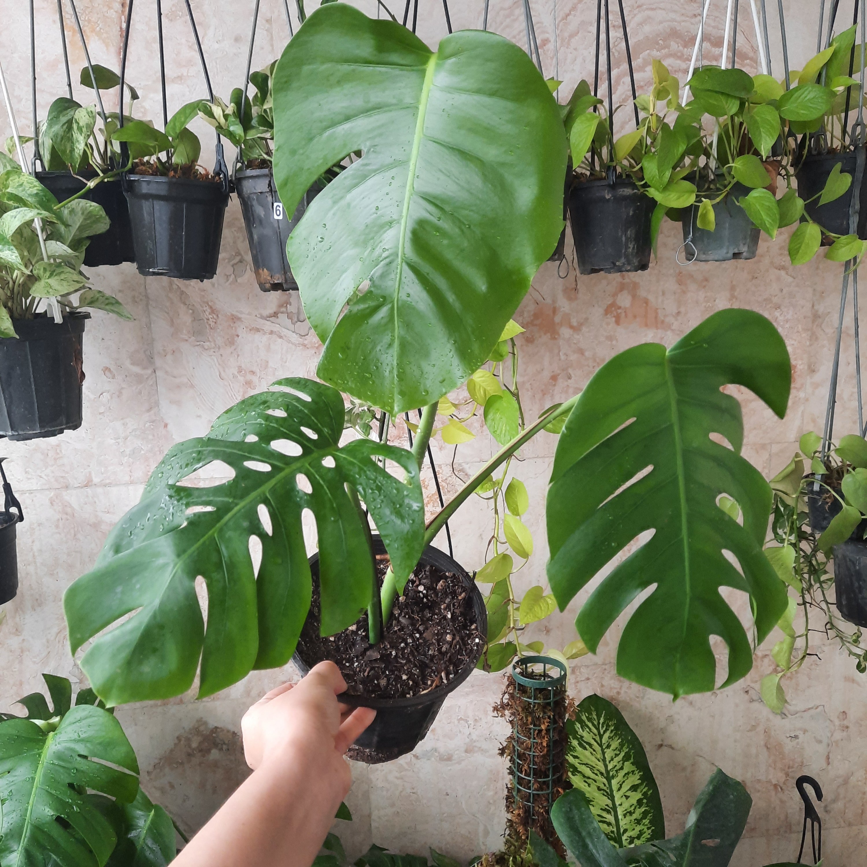 برگ انجیری مونسترا پنجه شیری سرقلم ،هزینه ی ارسال به عهده ی مشتری محترم