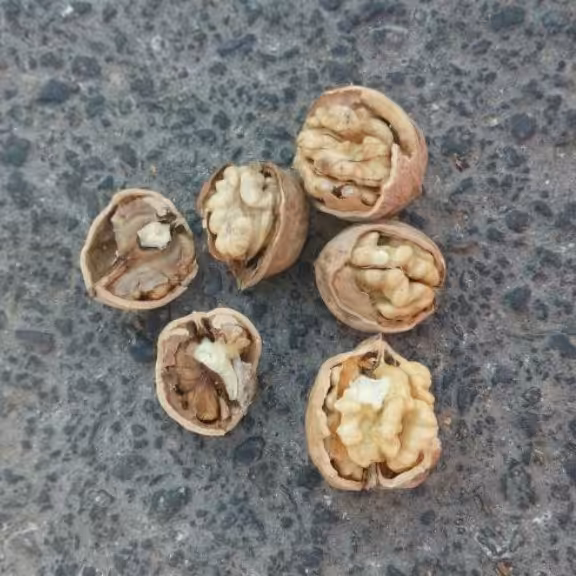 گردو تازه کاغذی