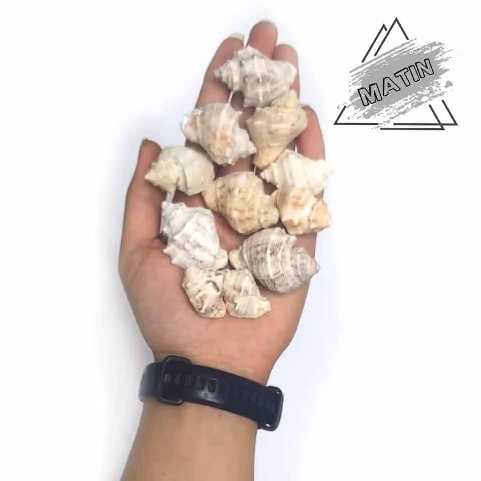 صدف دریایی حلزونی