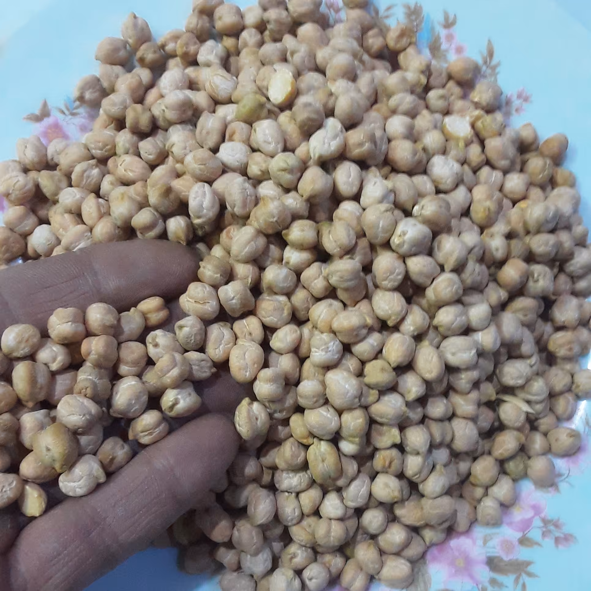 نخود درشت درجه یک اب گوشتی واشی درچهارمحال وبختیاری (800گرمی)خوش پخت وعالی وتمیز