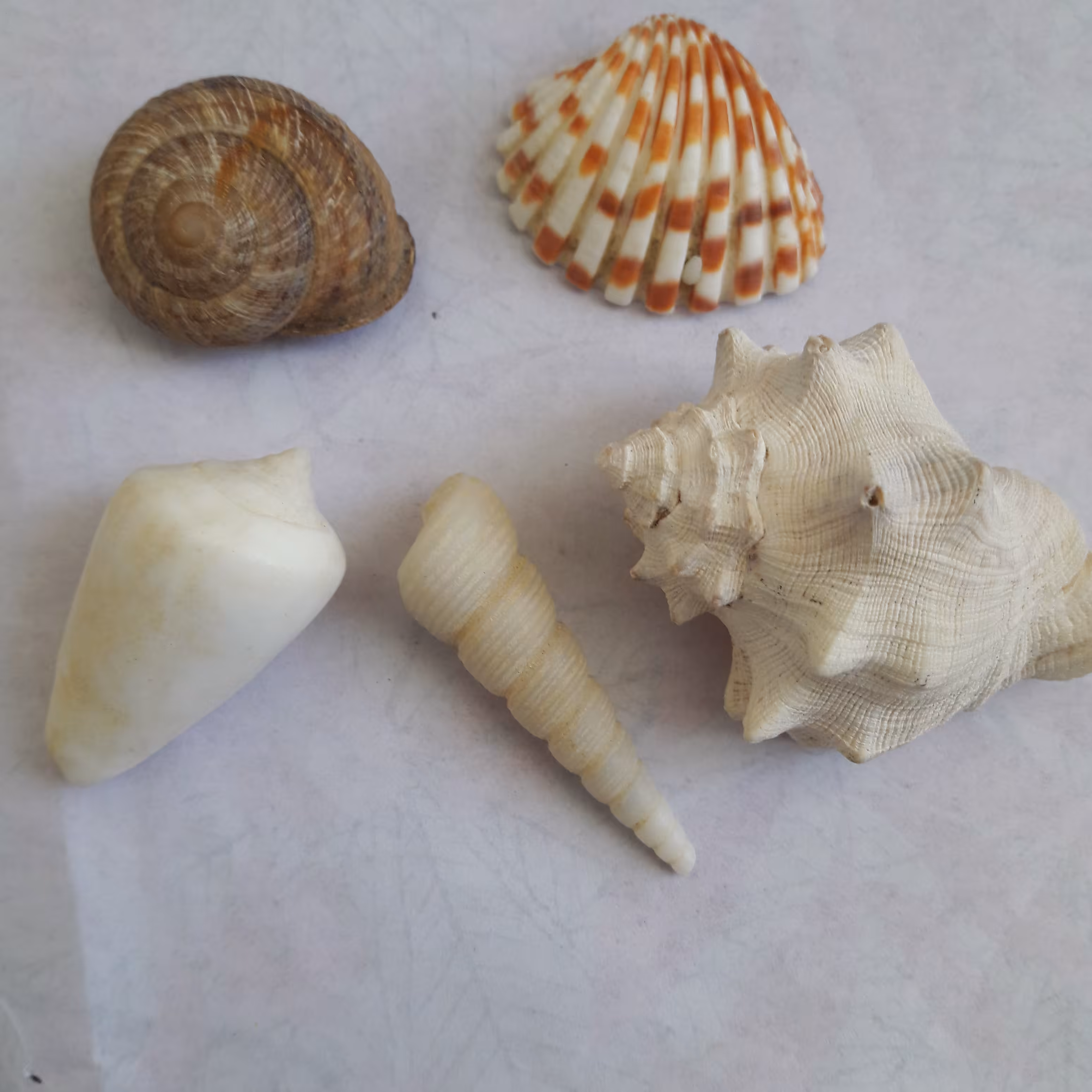 صدف ومرجان دریایی