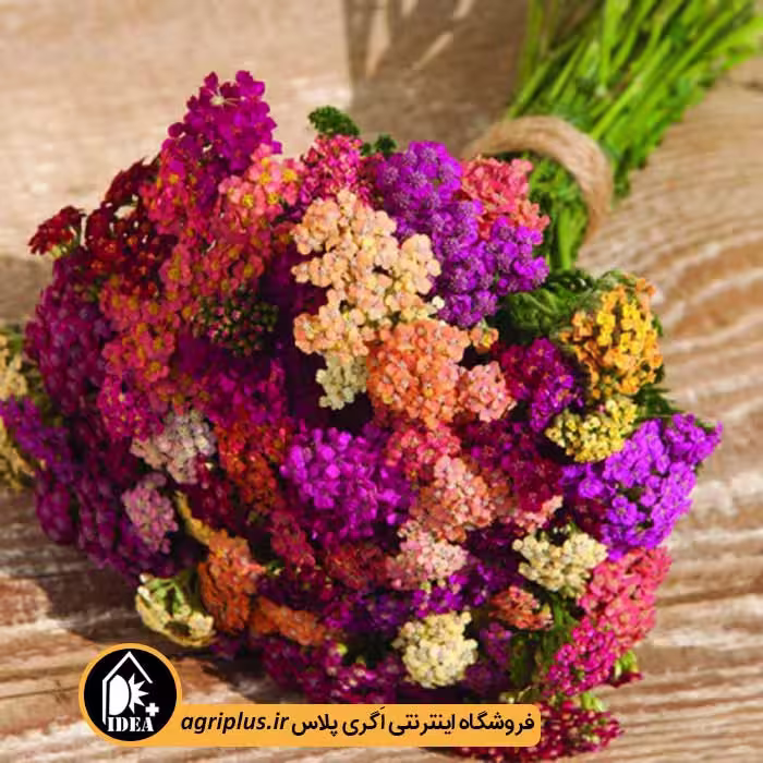 بذر بومادران زینتی Colorado Mixed