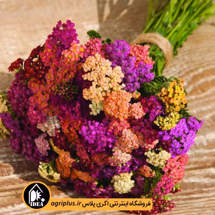 بذر بومادران زینتی Colorado Mixed
