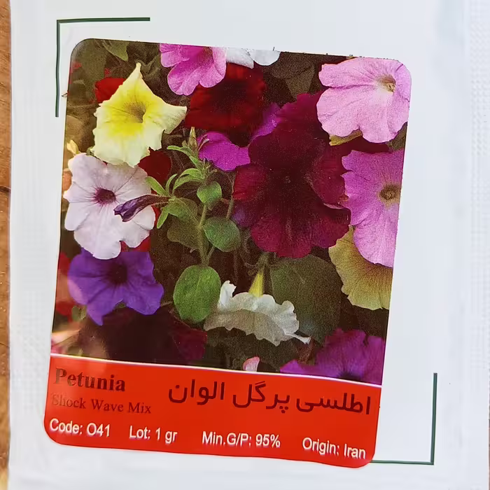 بذر گل اطلسی پر گل الوان 
