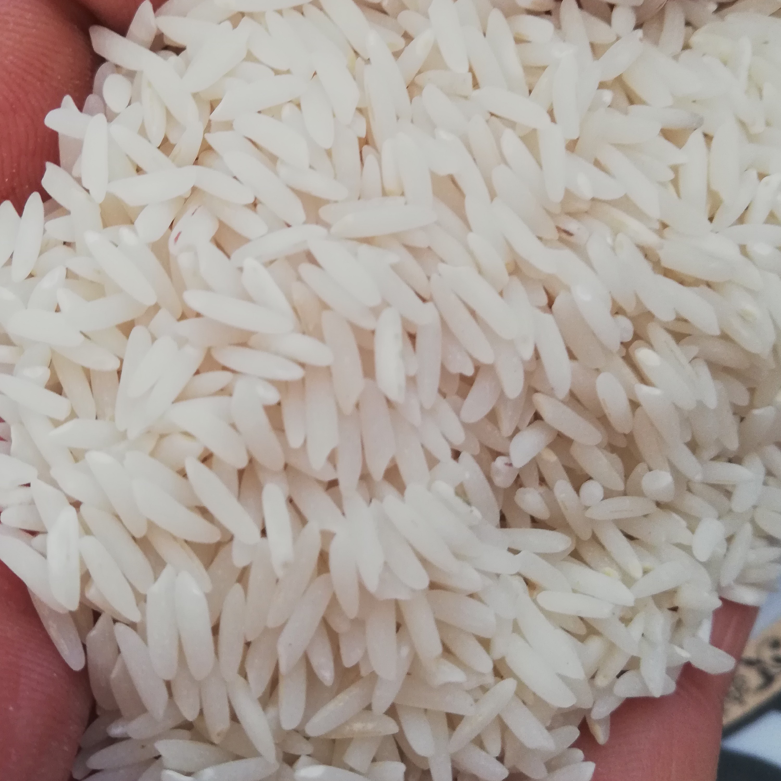 برنج طارم هاشمی شمال