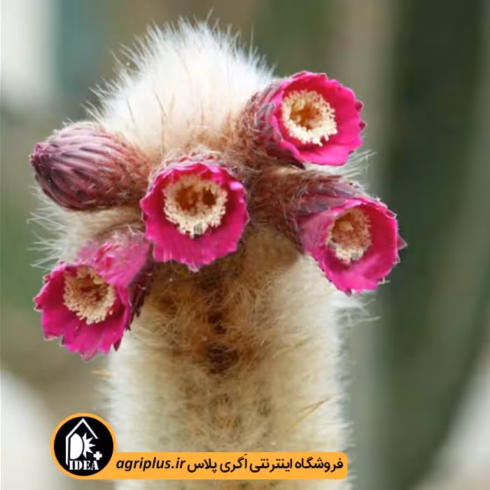 بذر کاکتوس Trixanthocereus Senilis