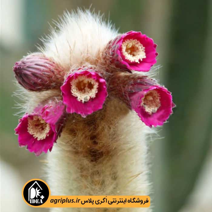 بذر کاکتوس Trixanthocereus Senilis