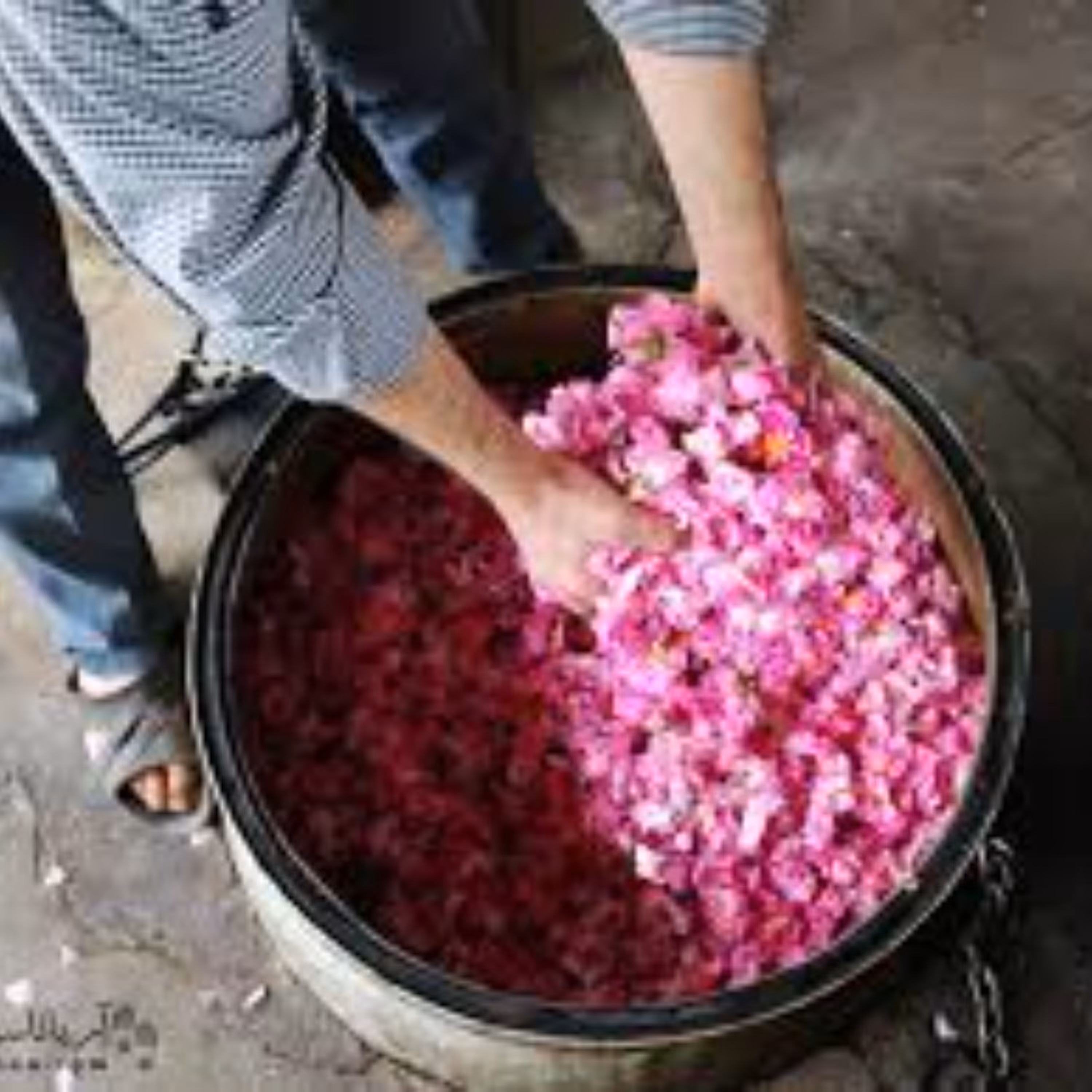 گلاب ممتاز درجه یک- پر عطر و بو با ضمانت