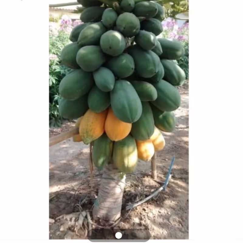 نهال پاپایا رد لیدی ویتنام