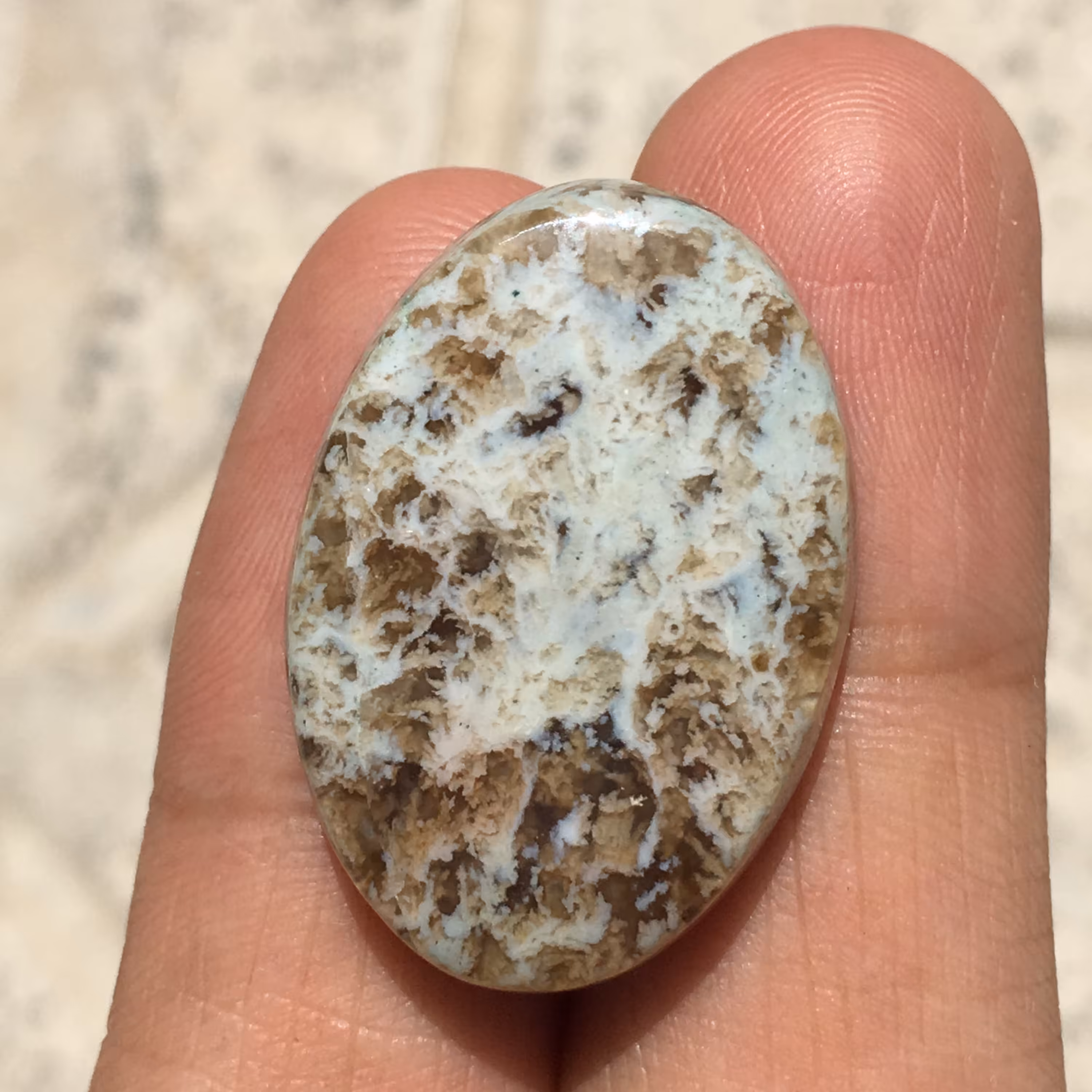 نگین شجر بلدرچینی درشت و زیبا