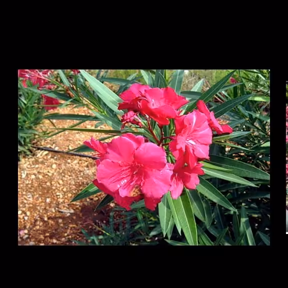 بذر خرزهره (بسته 10 عددی) 