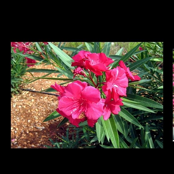 بذر خرزهره (بسته 10 عددی)