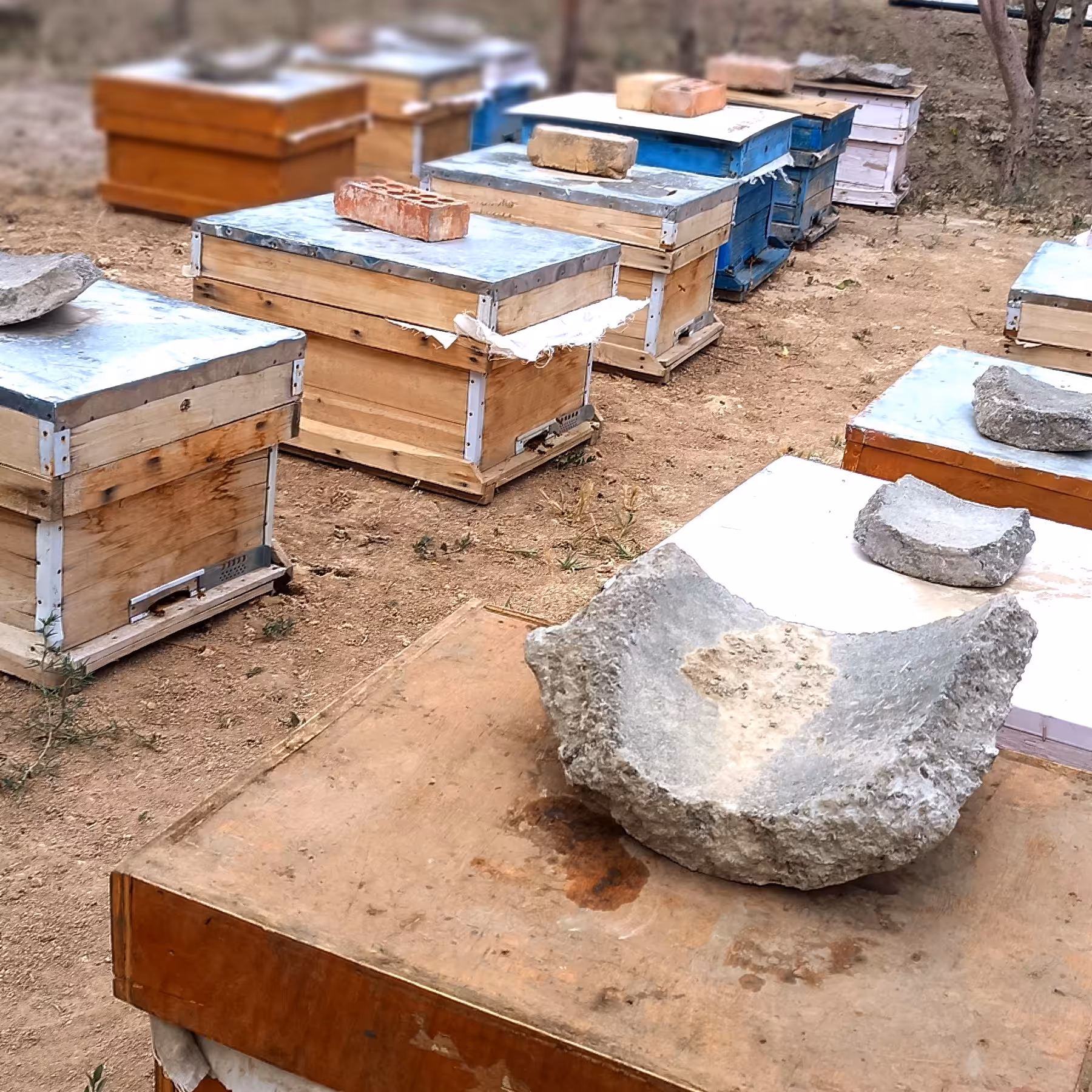 کندوی زنبور عسل