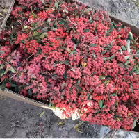 زرشک تازه شاخه ارسال به سراسر کشور با باربری اتوبوس