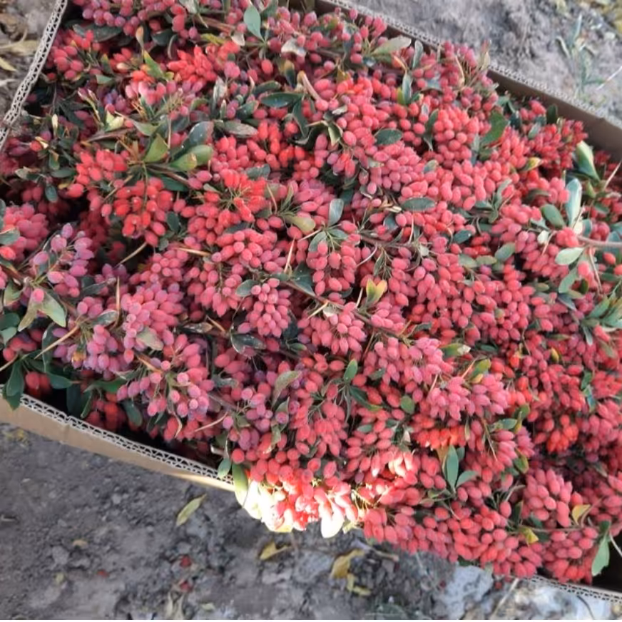 زرشک تازه شاخه ارسال به سراسر کشور با باربری اتوبوس