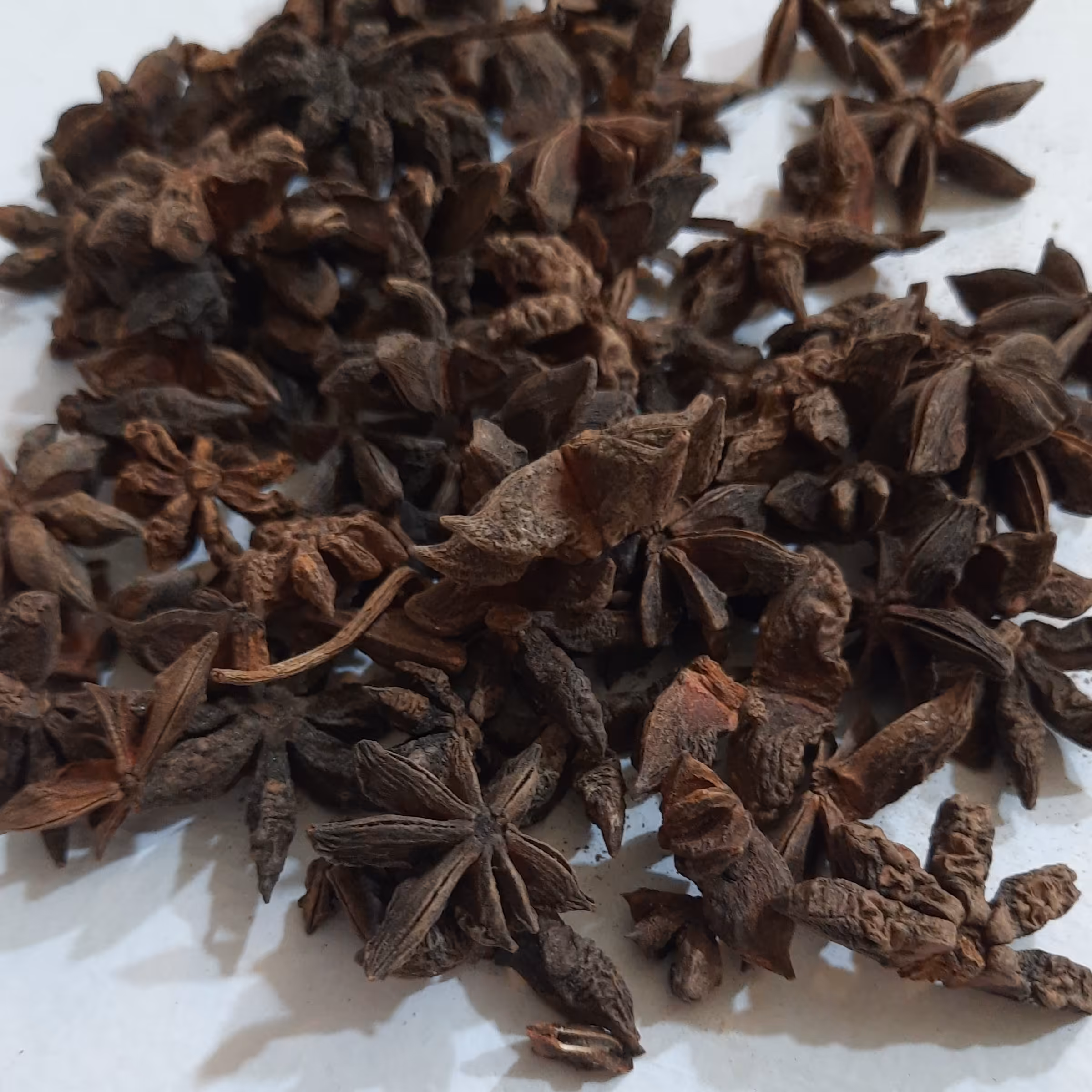 بادیان ستاره ای