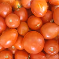 رب گوجه فرنگی