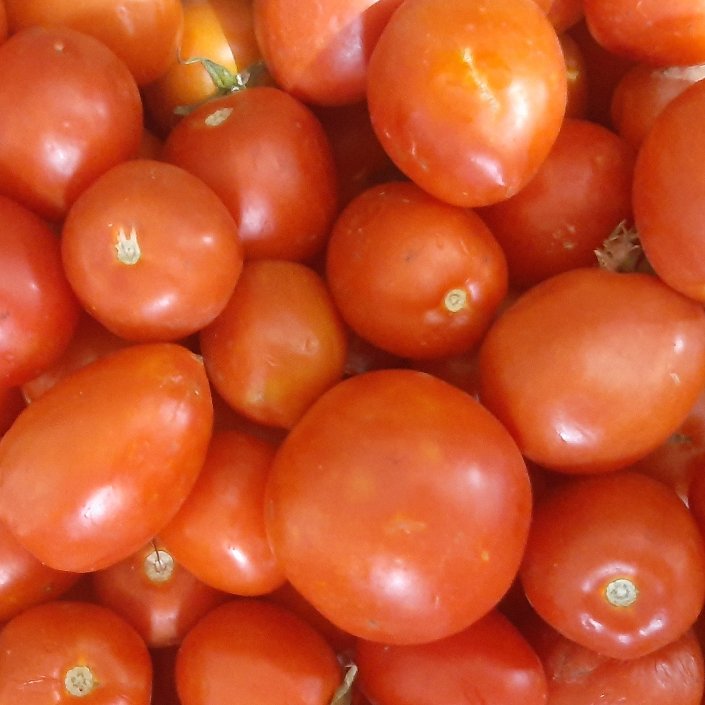 رب گوجه فرنگی