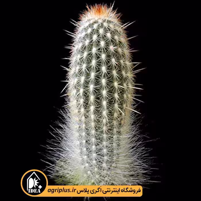 بذر کاکتوس Espostoa Mirabilis Var. Primigena