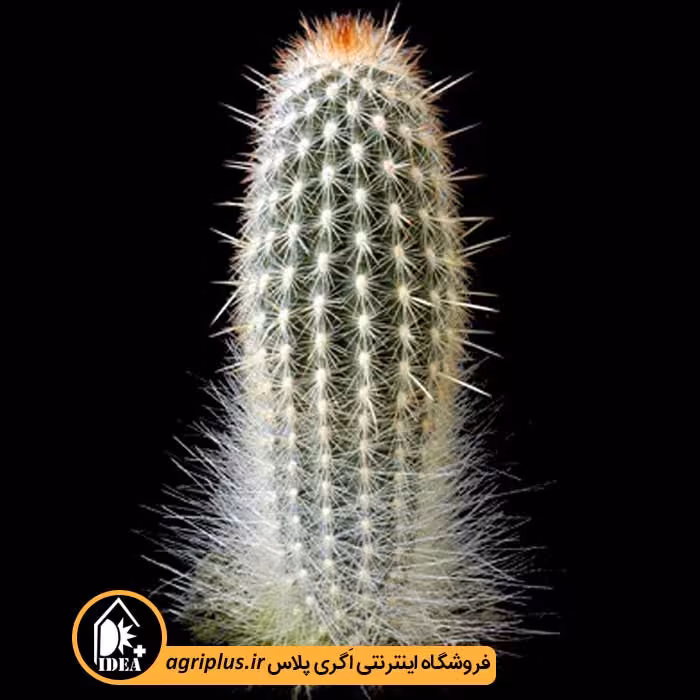 بذر کاکتوس Espostoa Mirabilis Var. Primigena