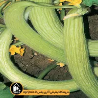بذر خیار چنبر ابریشم 542 پاسارگاد