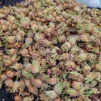 فندوق درجه یک بسته 3 کیلویی تولید 1402