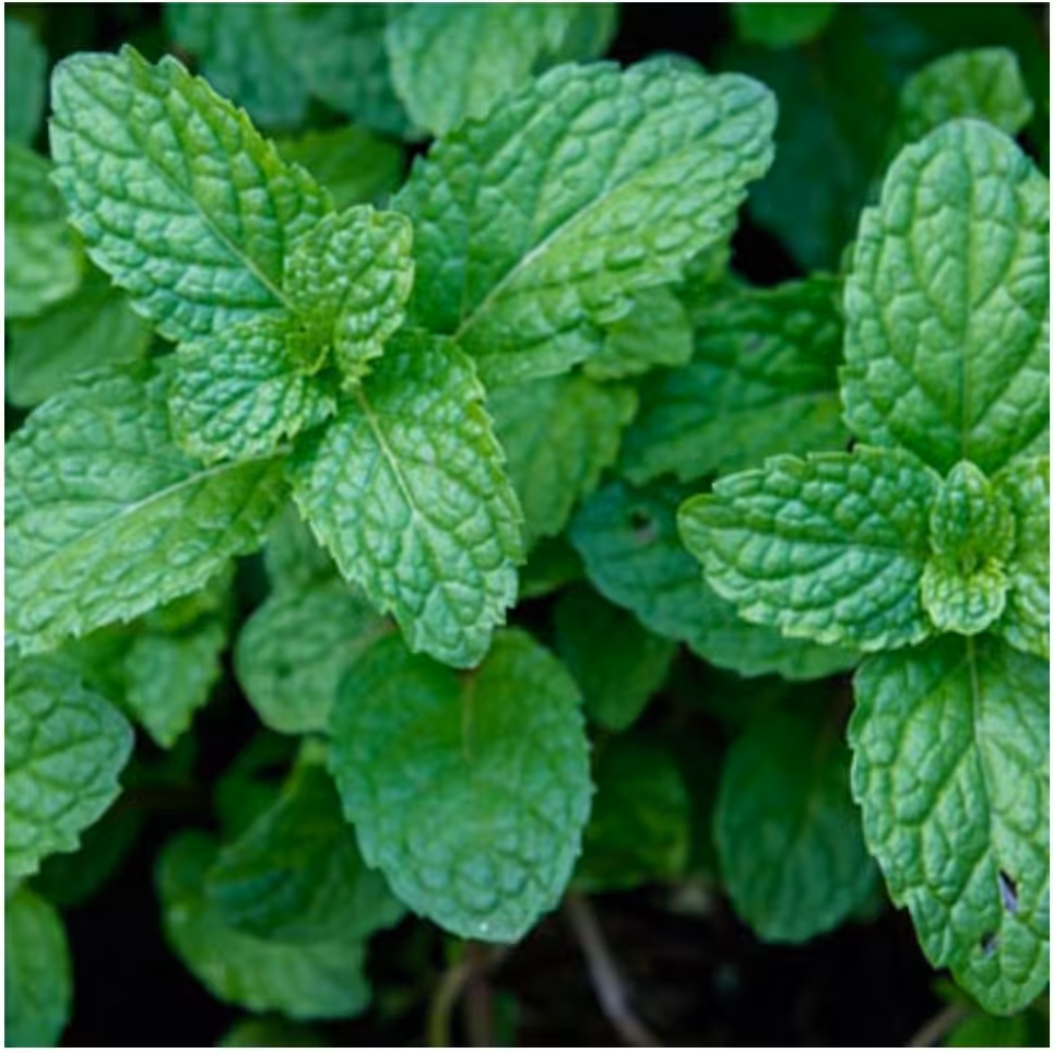 عرق نعناء سوسن بسیار غلیظ 2عدد(2 لیتر) تهیه شده در نشلج کاشان