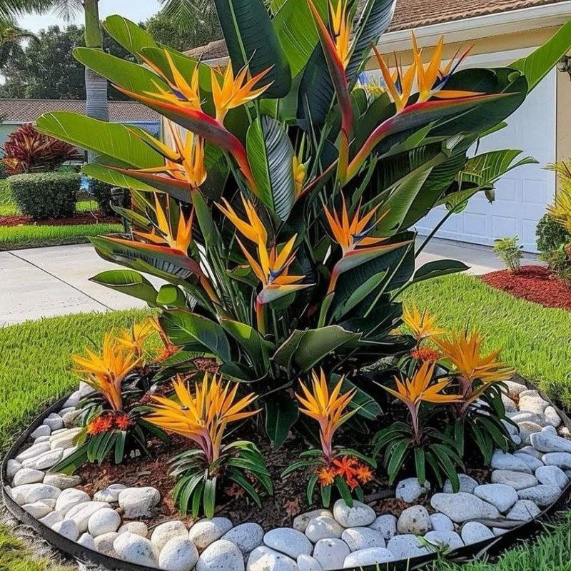 2 عدد  بذر کمیاب پرنده بهشتی نارنجی