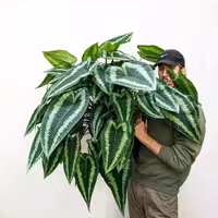 شیسماتو گلوتیس _والیچی