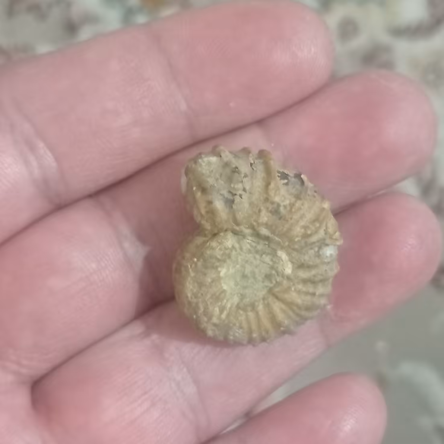 فسیل آمونیت کوچک