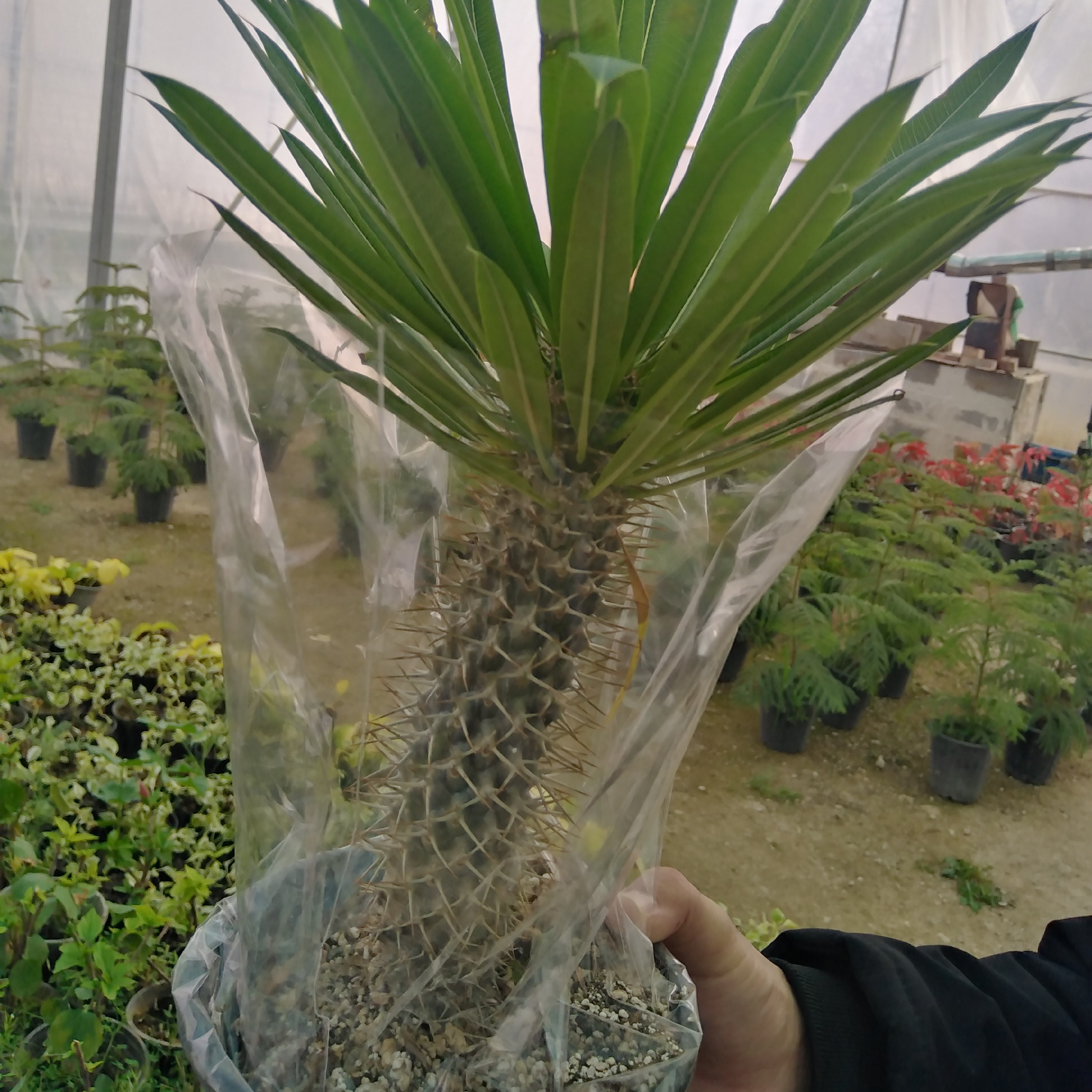 نخل ماداگاسکار