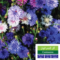 بذر گل  گندم الوان بذر طلایی رویان 