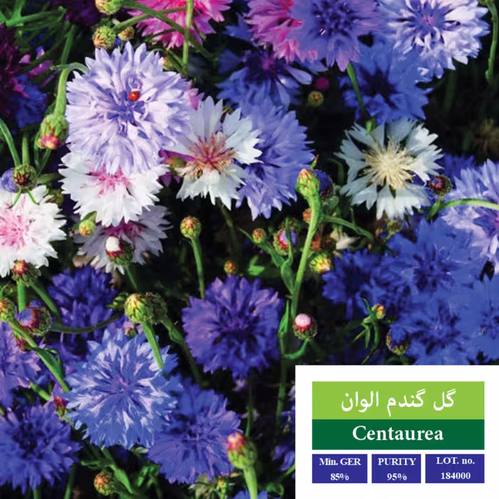 بذر گل  گندم الوان بذر طلایی رویان 